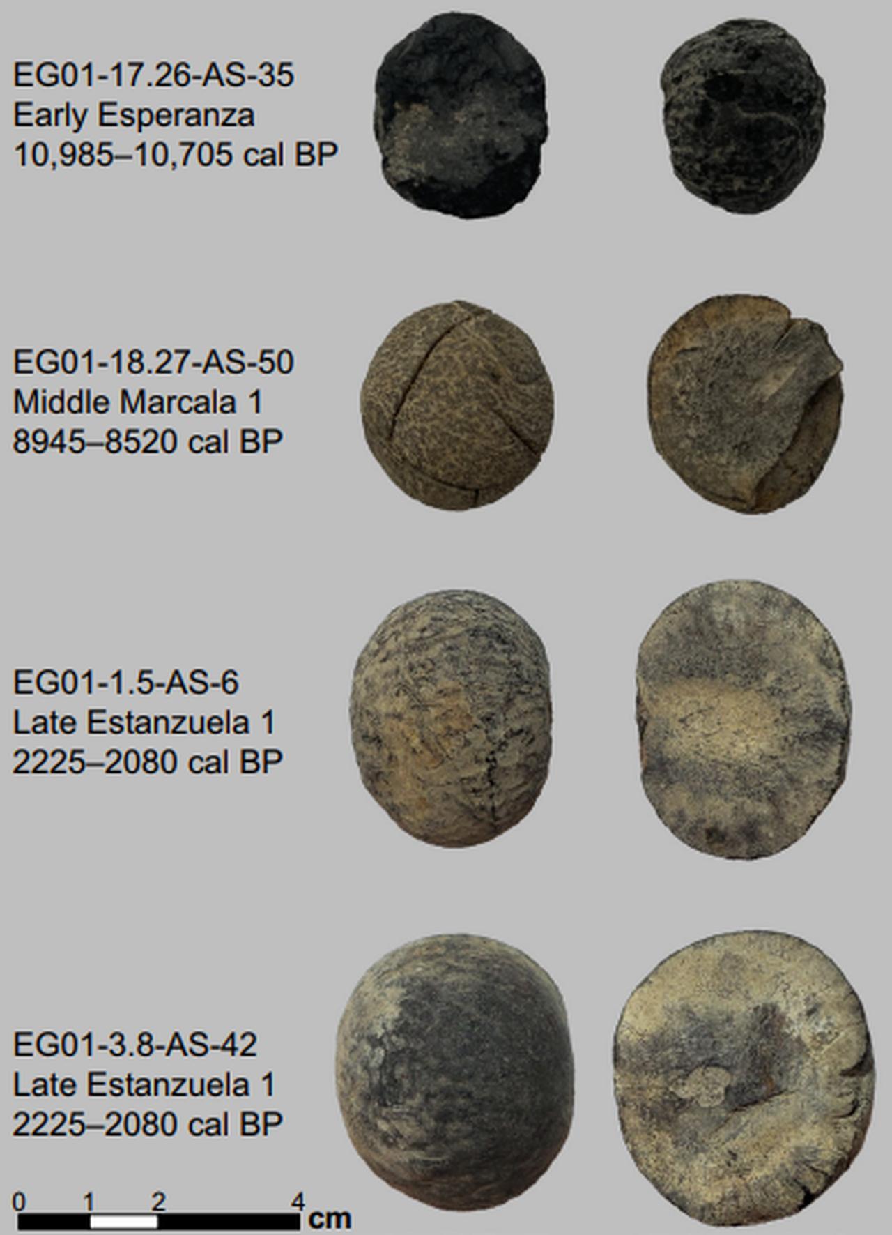 Selected images of El Gigante avocado seeds from different periods and catalog numbers: Esperanza 17.26-AS-35 (carbonized); Middle Marcala 1 18.27-AS-50 (desiccated); Late Estanzuela 1 1.5-AS-6 (desiccated); and Late Estanzuela 1 3.8-AS-42 (desiccated). (Photos via Alejandro F. Barrientos-Priego)