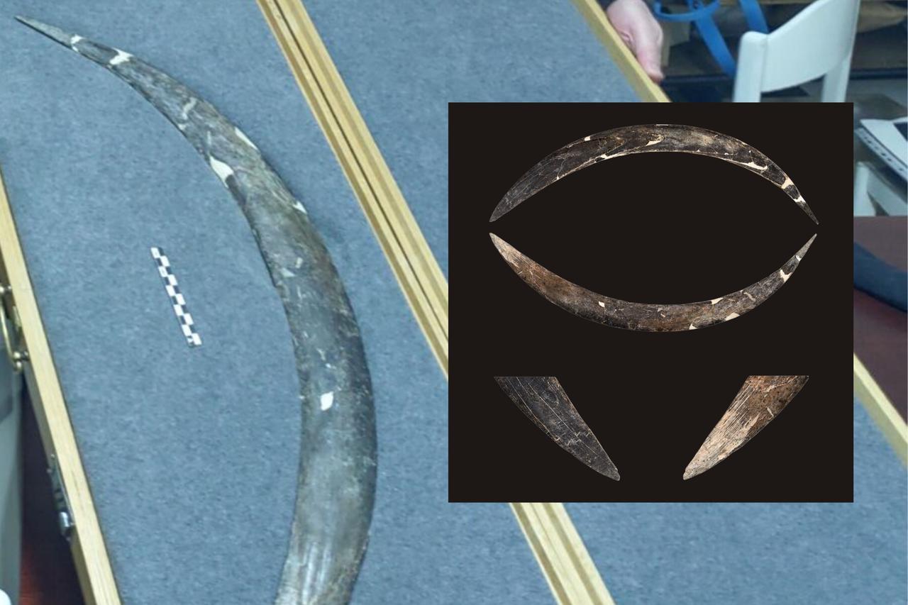 A mammoth ivory boomerang found in a cave in Poland and dated to 40,000 years ago. (Photos via Talamo et al/PLOS One)