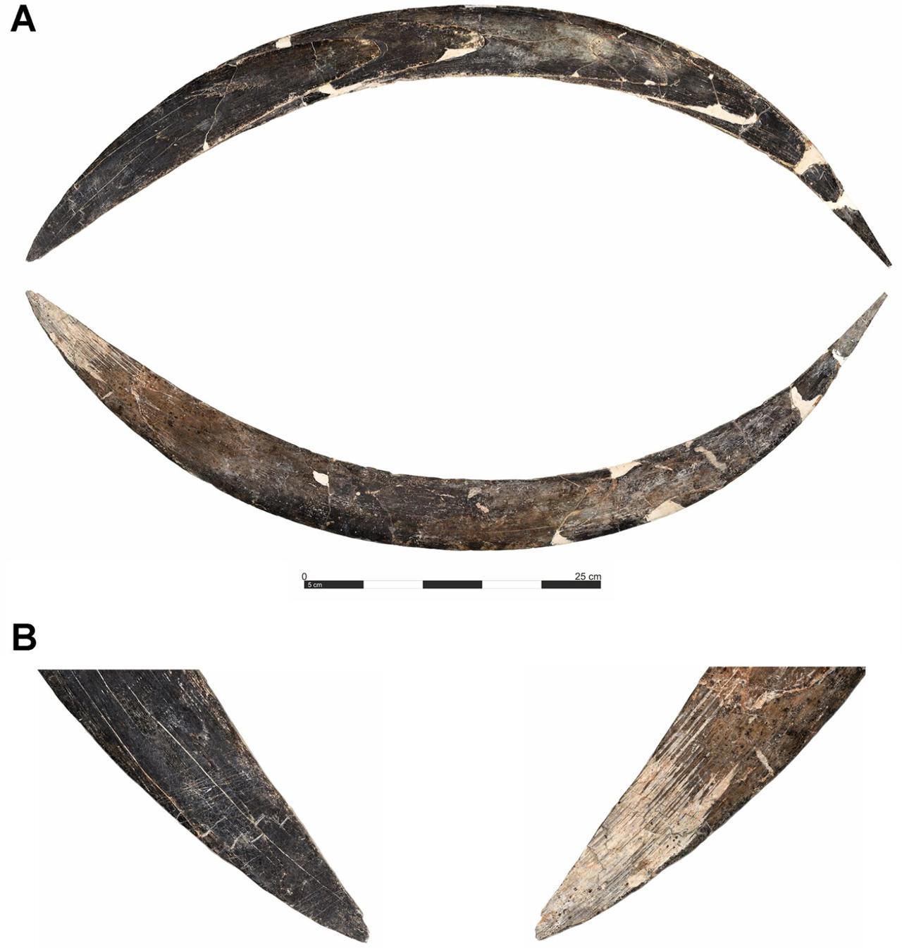 A boomerang carved from mammoth tusk, uncovered in Layer VIII of Obłazowa Cave, Poland. (Photo via Talamo et al/PLOS One)
