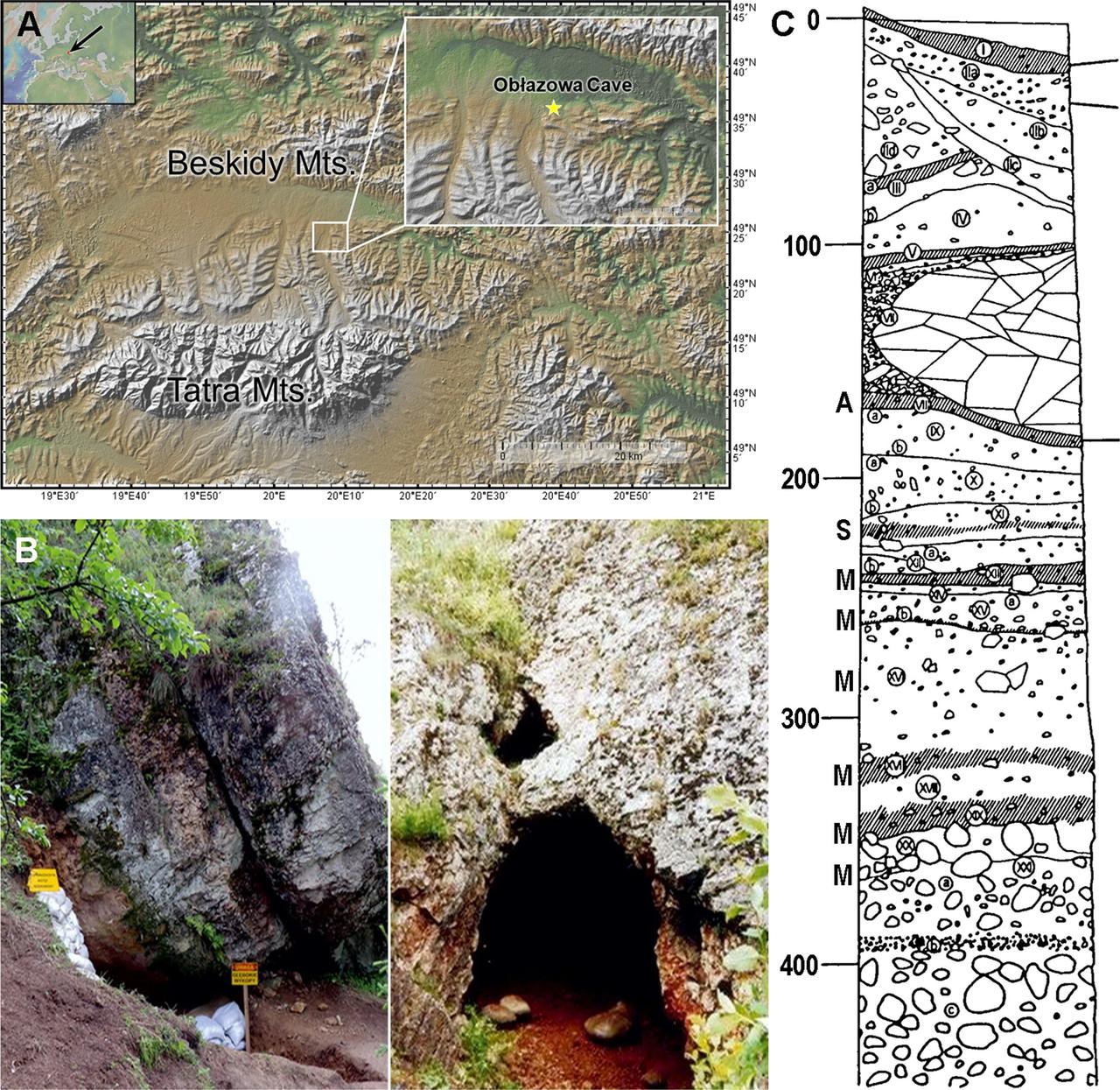 A─Location of Obłazowa Cave in the Podhale Basin, western Carpathians; B─Western and main entrances of Obłazowa Cave (photos by PV-N and AN); C─Sedimentary profile of Obłazowa Cave showing archaeological layers: A-Aurignacian, S-Szeletian, M-Mousterian. (Photo and Map via Talamo et al/PLOS One)