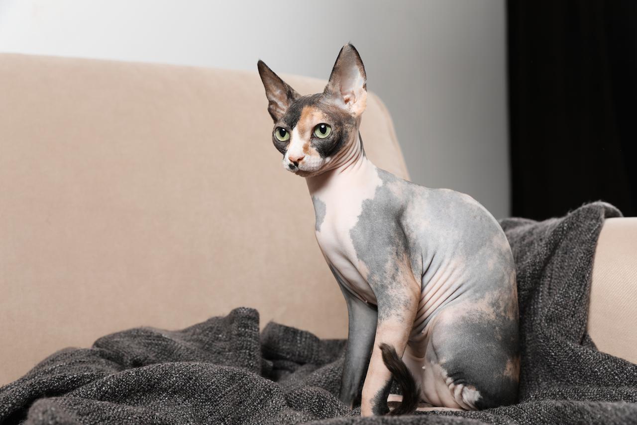 Cute Sphynx cat and blanket on sofa indoors. (Adobe Stock Photo)