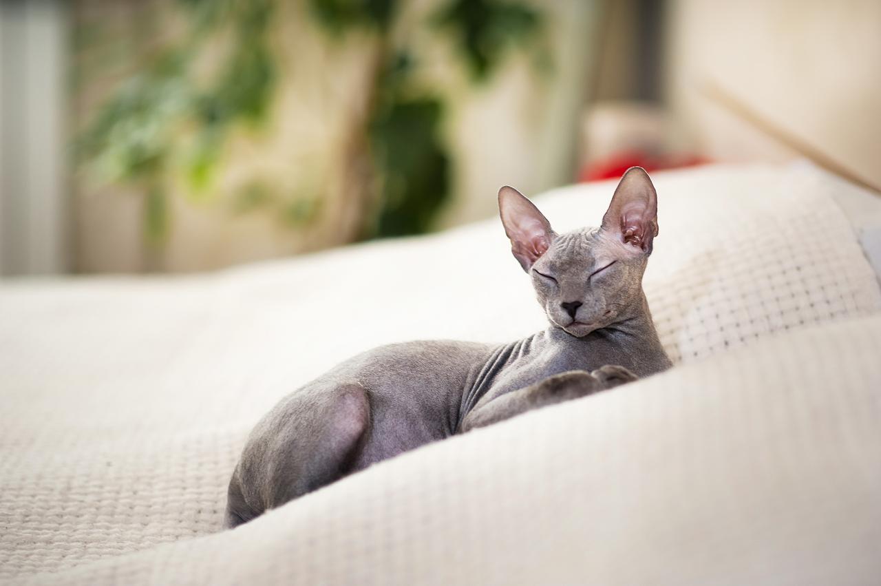 A beautiful gray domestic cat Sphynx lies on a bed with a white woolen blanket. (Adobe Stock Photo)