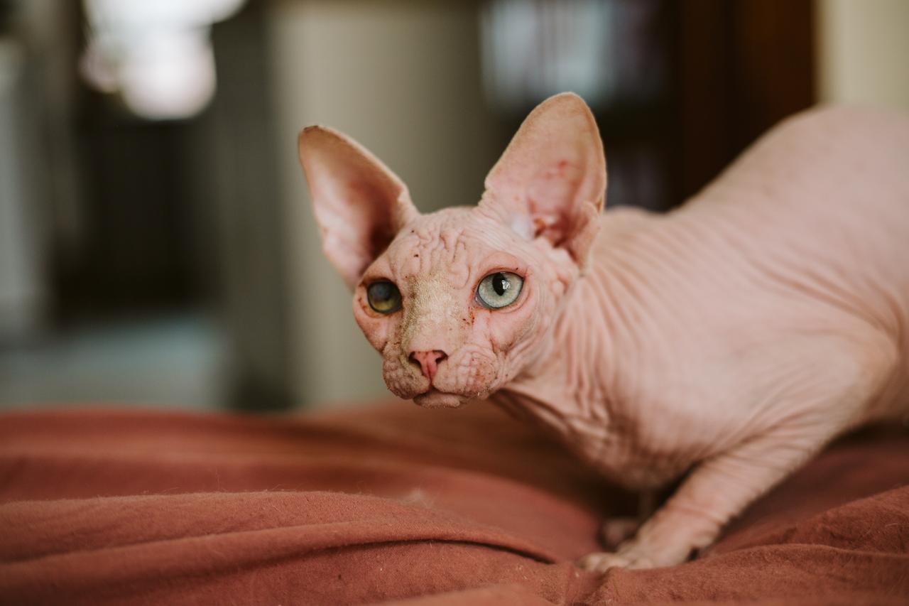 A beautiful Sphynx cat on bed. (Adobe Stock Photo)
