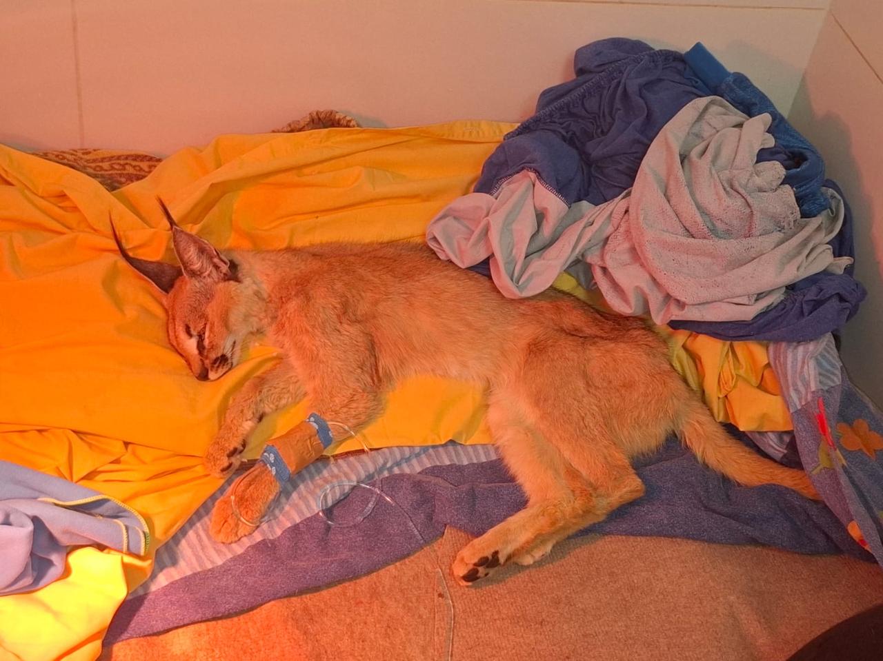 Egyptian caracal lying in the wildlife hospital İN israel, 20 March  (Photo : wildlife.hospital  )