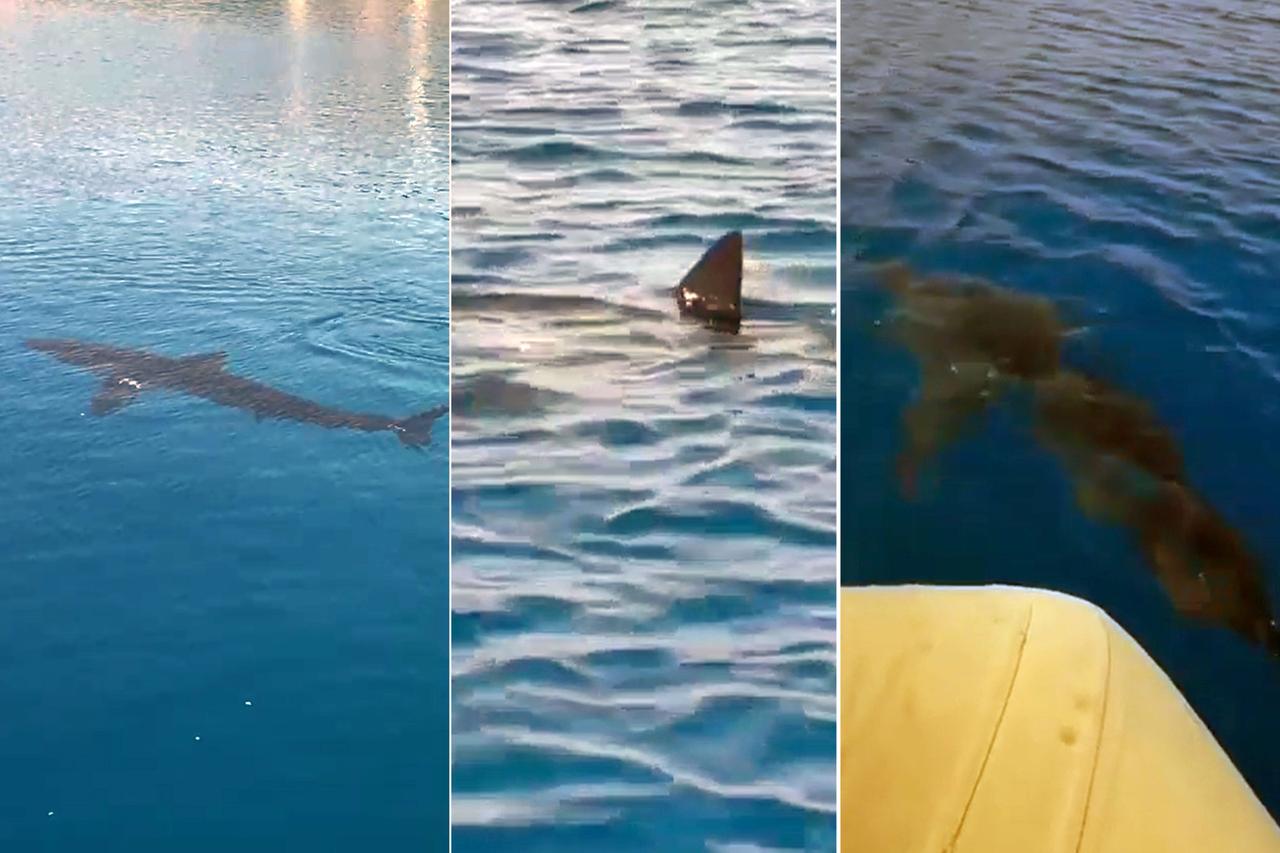 A 3 to 4-meter-long white sandbar shark was spotted for the first time in Türkiye’s Gokova Bay, located in the Mugla, June 10, 2025. (IHA Photo)