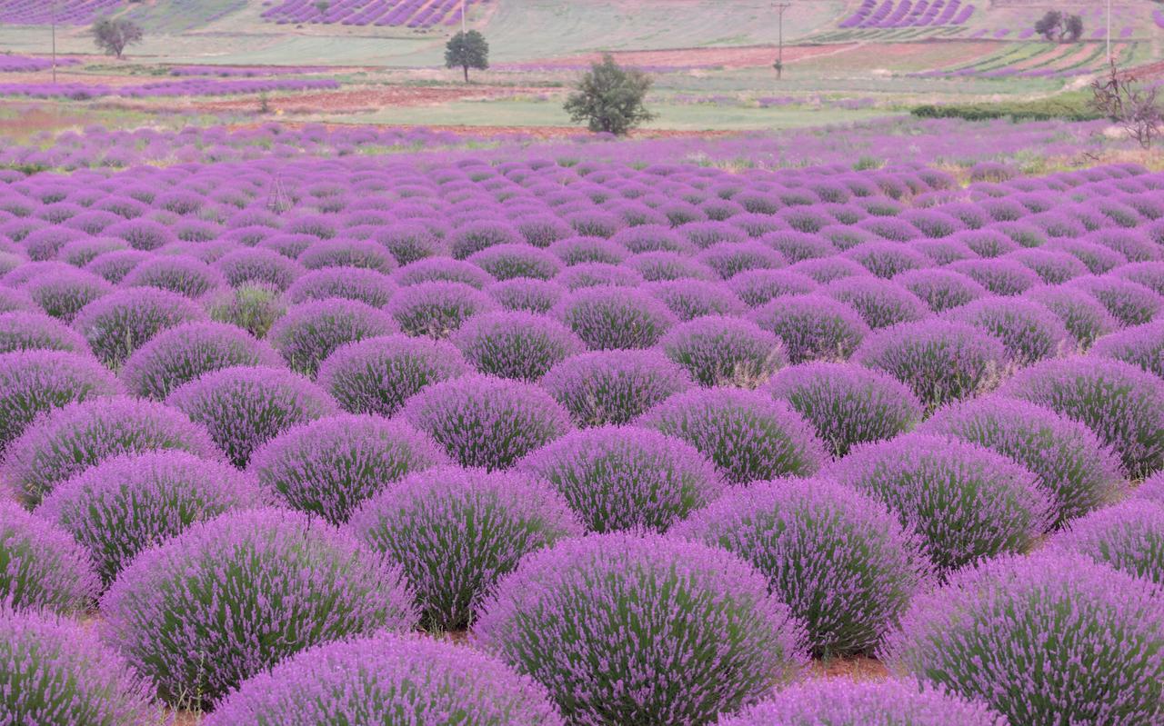 Lavender Garden, Isparta, Türkiye. Accessed on June 30, 2025. (Photo via Adobe Stock)