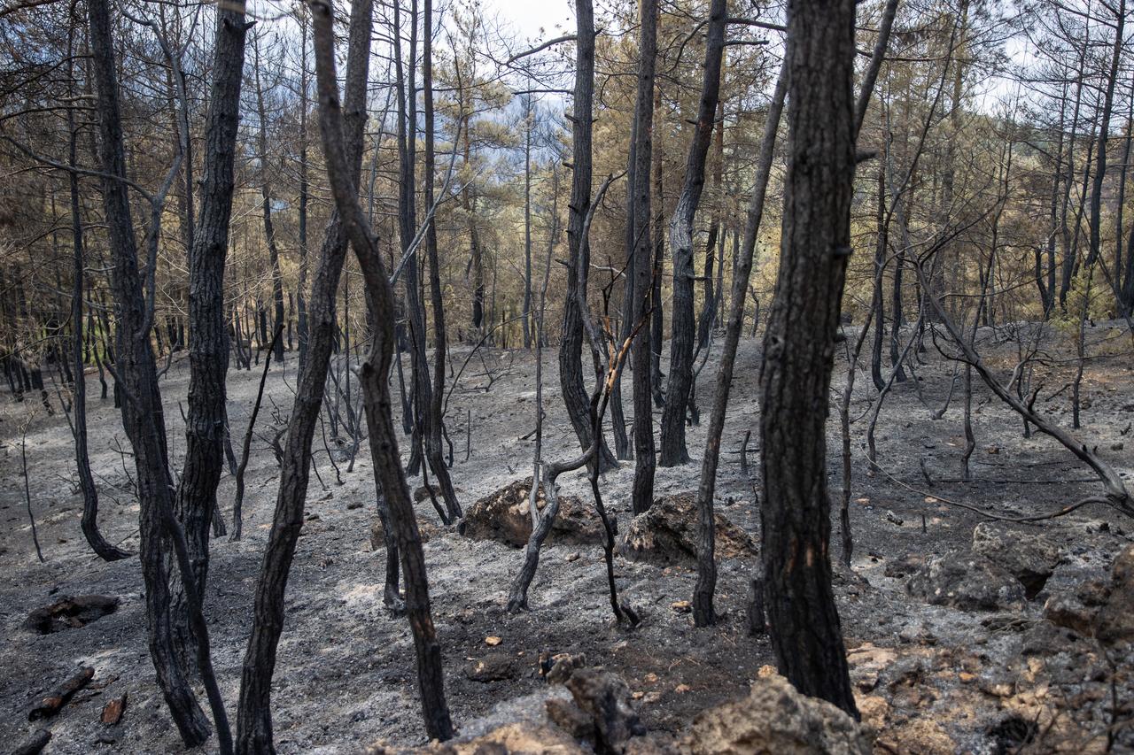 A general view of the burned forest area while teams continue their extinguishing and cooling efforts in the forest fire in Sakarya, Türkiye on June 29, 2025. (AA Photo)