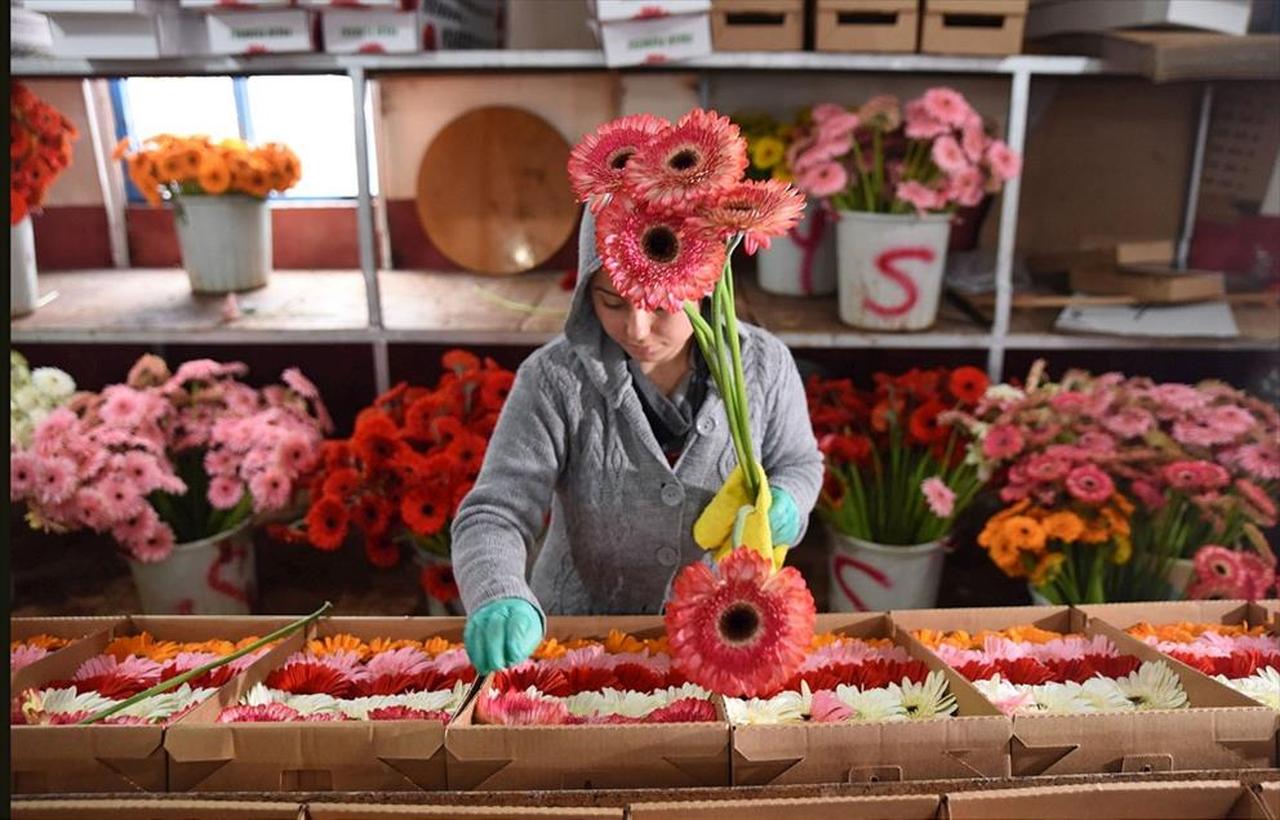 Flowers grown in greenhouses in Antalya, Izmir, Sakarya, and Yalova are being prepared to be sent to world capitals for New Year celebrations, Türkiye, December 19, 2024. (AA Photo)
