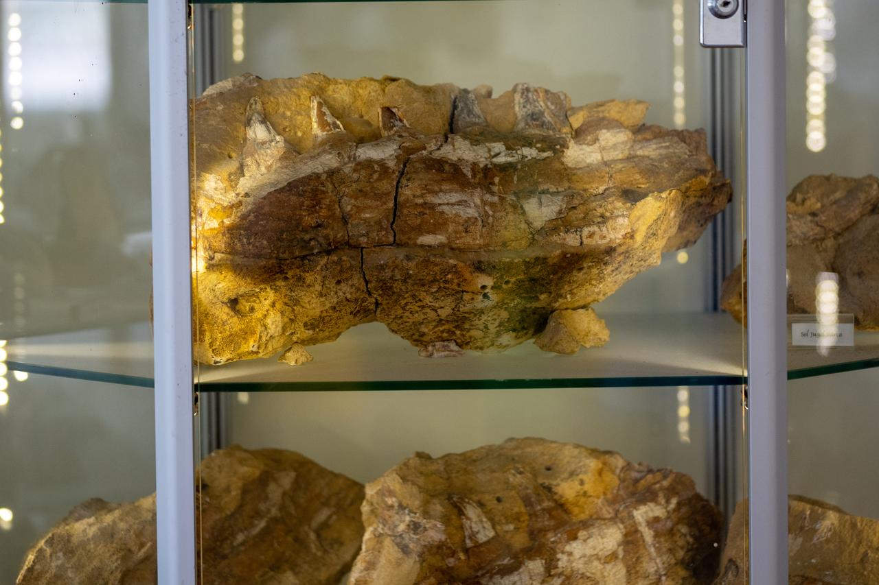 The fossil of Mosasaurus hoffmanni, known as the “dinosaur of the seas” or “cousin of the dinosaurs,” discovered in Kastamonu, Türkiye, 2024. (AA Photo)