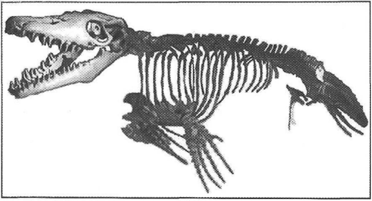 A life-size skeletal reconstruction model of Mosasaurus hoffmanni (Mantell, 1829) in the Natural History Museum of Maastricht, Netherlands. (Photo via Geological Bulletin of Türkiye/1999)