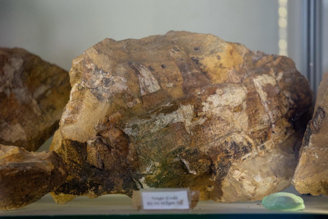 The fossil of Mosasaurus hoffmanni, known as the “dinosaur of the seas” or “cousin of the dinosaurs,” discovered in Kastamonu, Türkiye, 2024. (AA Photo)