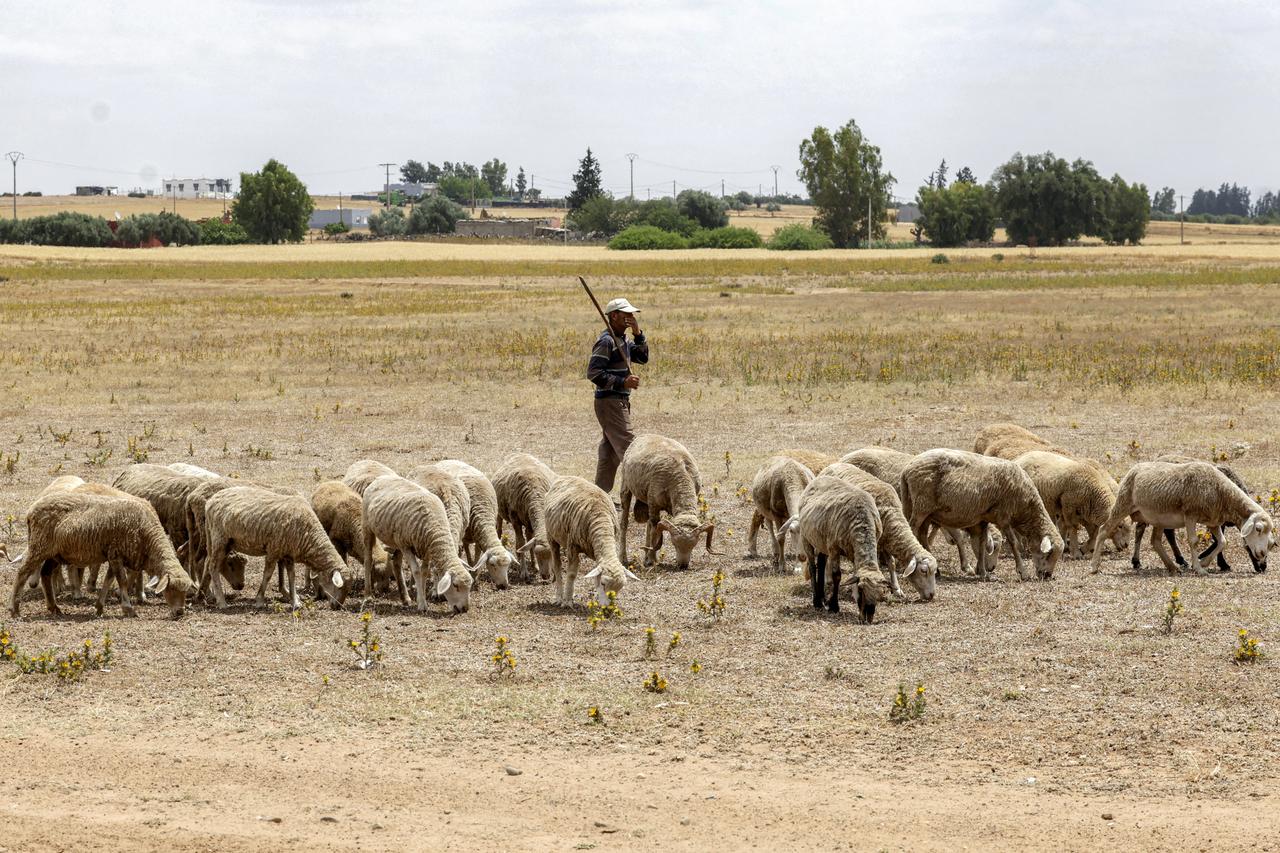 A shepherd tends his flock of sheep that was being prepared for Eid al-Adha, the Muslim feast of sacrifice, in Khemisset in the Rabat region, about 100 kilometres east of the Moroccan capital, on June 3, 2025. (Photo by Abdel Majid BZIOUAT / AFP)