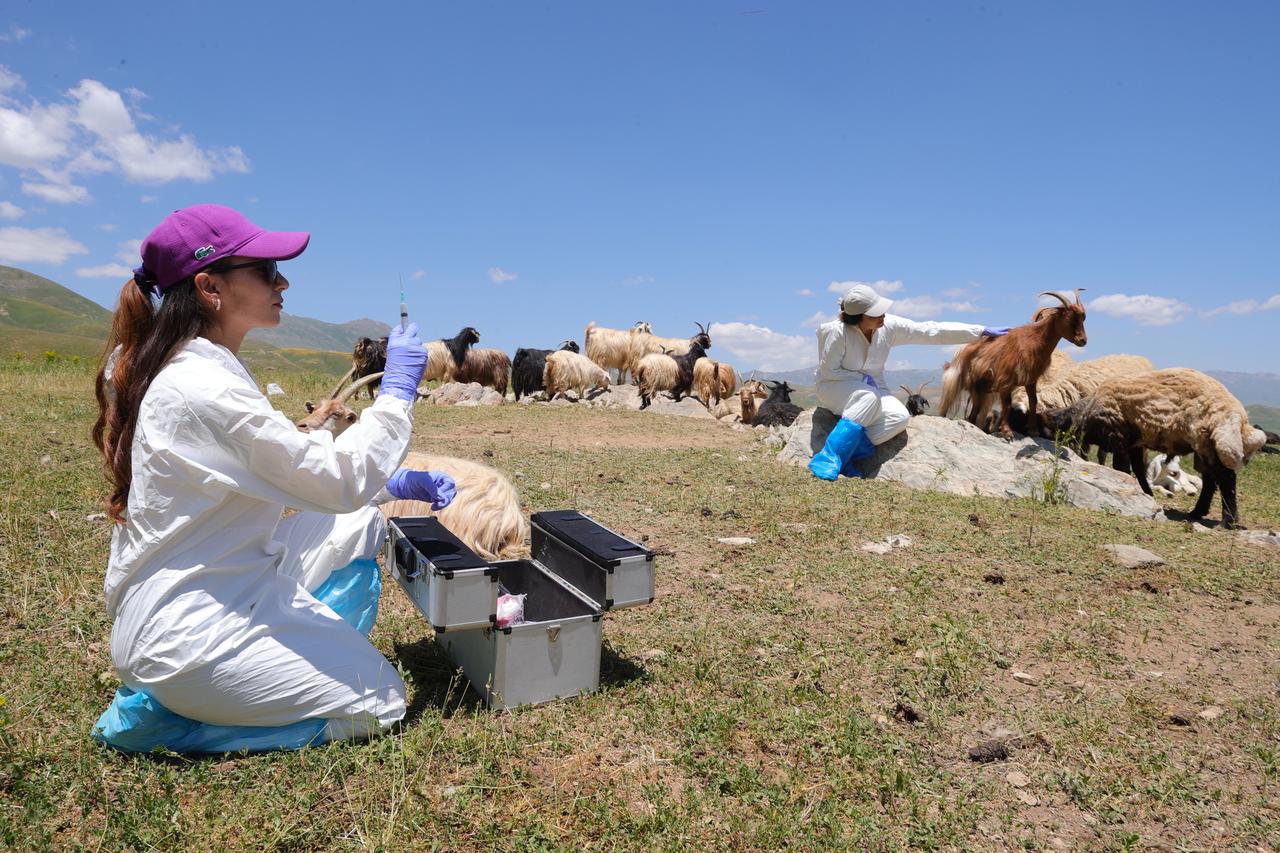 Türkiye closes all animal markets nationwide due to foot-and-mouth disease risk – Türkiye Today