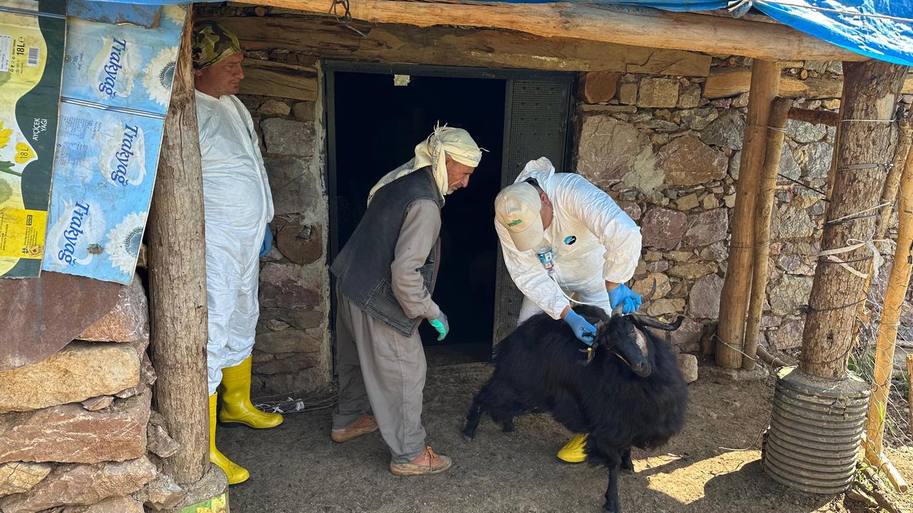 Small cattle and cattle were vaccinated in Derecik district of Hakkari against foot-and-mouth disease, preventing the spread of the disease on 28 June, 2025. (AA Photo)