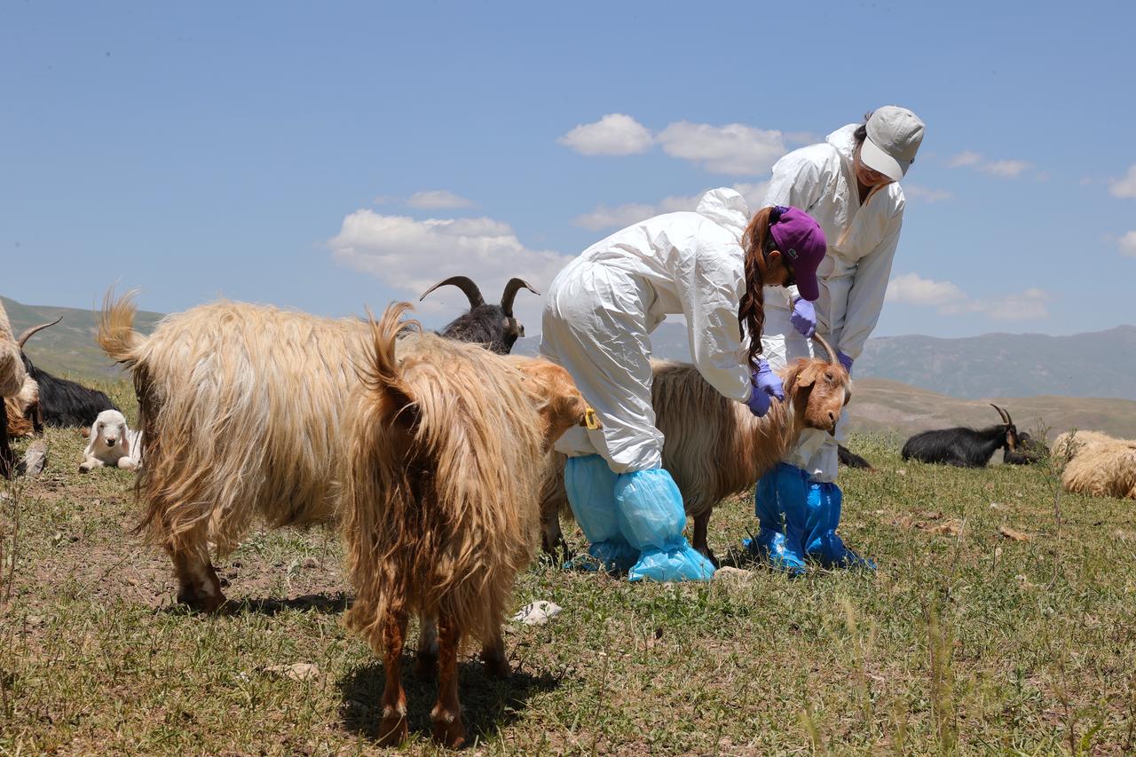 Small cattle and cattle were vaccinated in Derecik district of Hakkari against foot-and-mouth disease, preventing the spread of the disease on 28 June, 2025. (AA Photo)