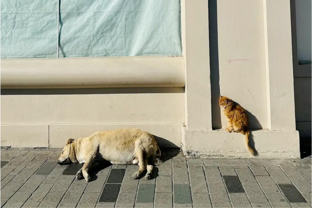 'The Boulder': Viral stray dog turns into Taksim’s top tourist draw