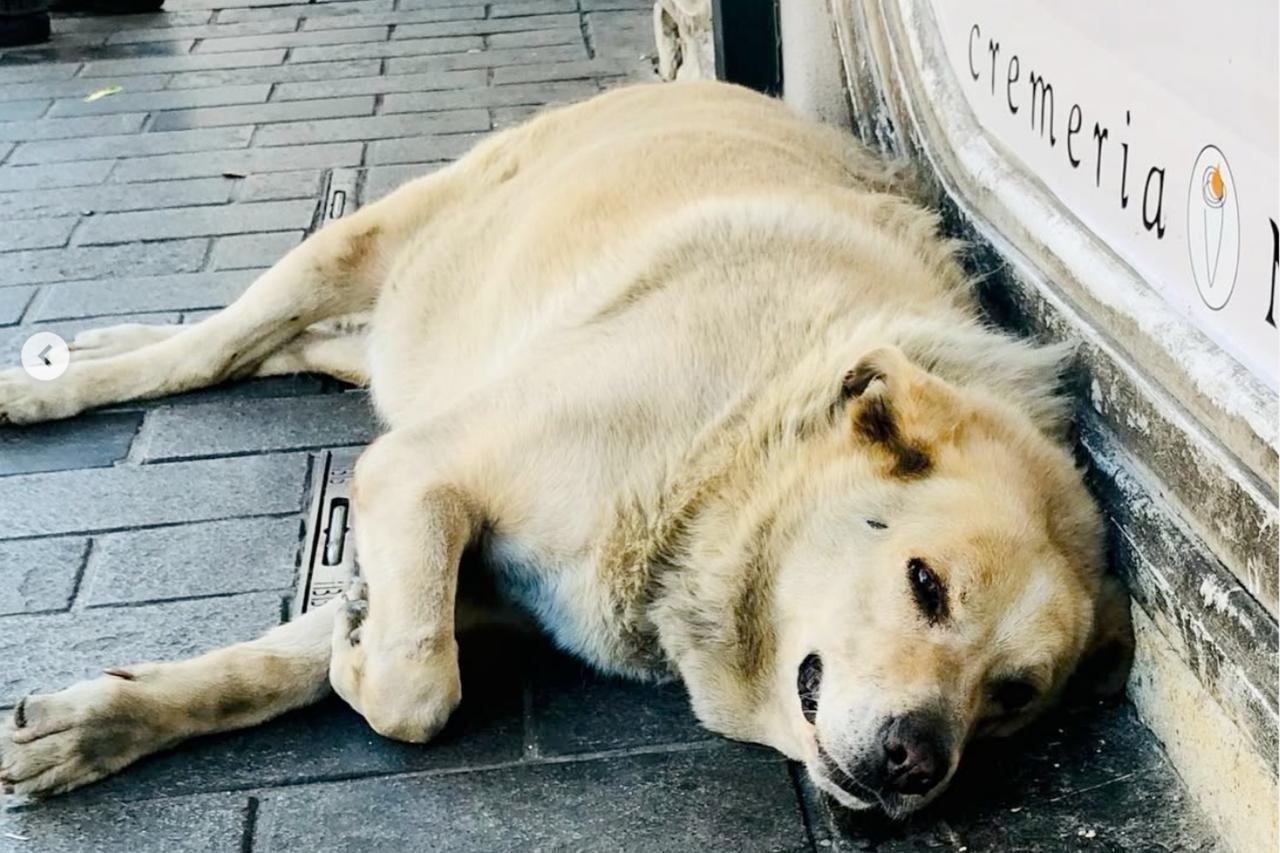 The Boulder sleeps peacefully next to a local street cat in central Istanbul, Türkiye, Sept. 13, 2024. (Photo via Instagram / @theboulderistanbul)