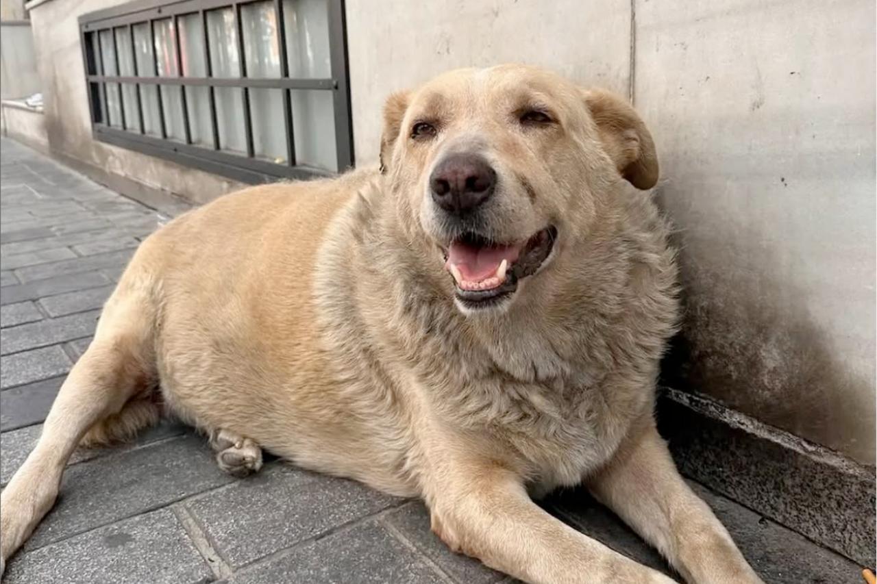 The Boulder rests against a wall near Sishane metro in Istanbul, drawing tourists daily with his calm presence and viral charm, Istanbul, Türkiye, Sept. 10, 2024. (Photo via Instagram / @theboulderistanbul)