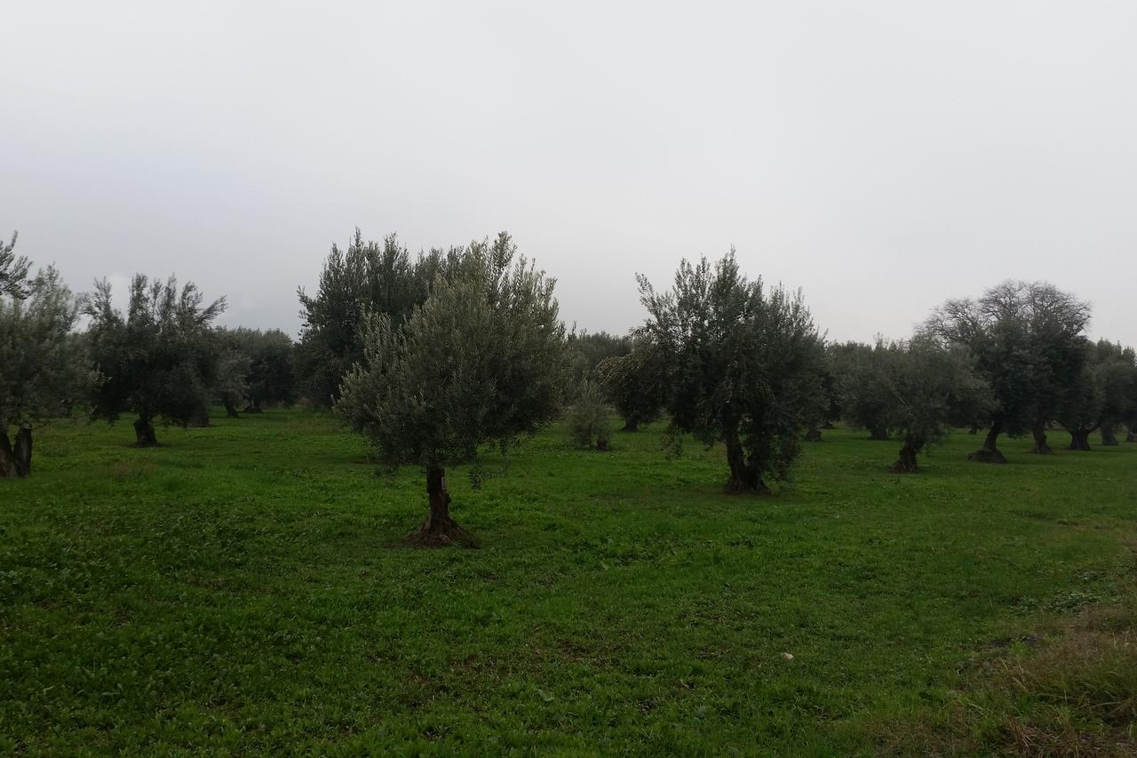 Türkiye study ranks olive varieties by their tolerance to freezing temperatures
