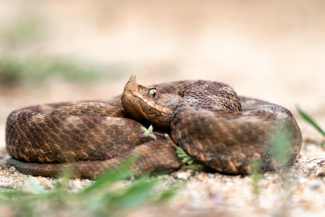 What tourists should know about Türkiye's most venomous snakes