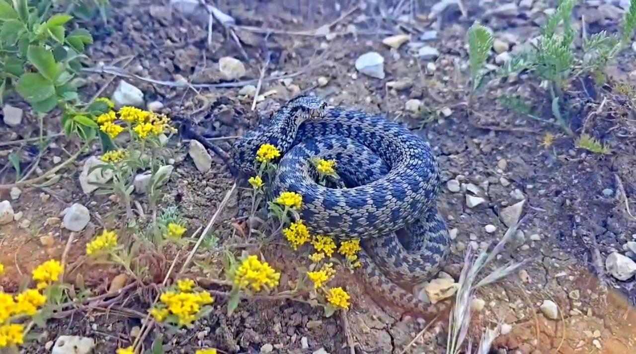 A big viper snake was spotted in the Cayirli district of Erzincan, Türkiye, Jul. 11, 2025. (IHA Photo)