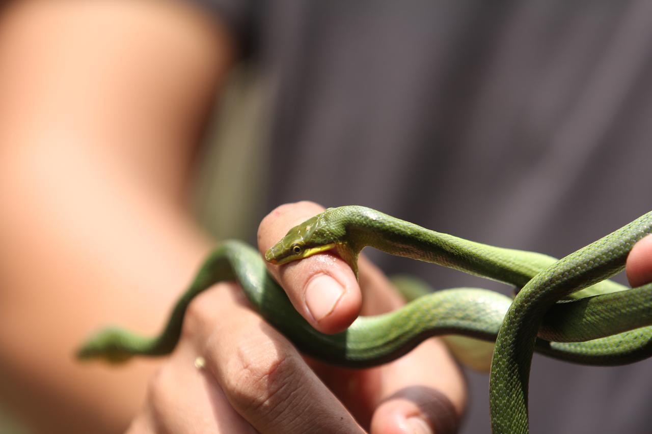 Non-venomous baby Smooth Green Snake (Opheodrys vernalis) bites a person's finger, accessed on Jul. 11, 2025. (Adobe Stock Photo)