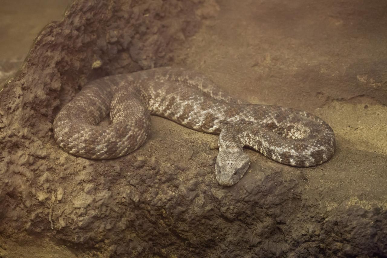 Blunt-nosed viper (Macrovipera lebetina) rests on rocky terrain in southeastern Türkiye, accessed Jul. 11, 2025. (Adobe Stock Photo)