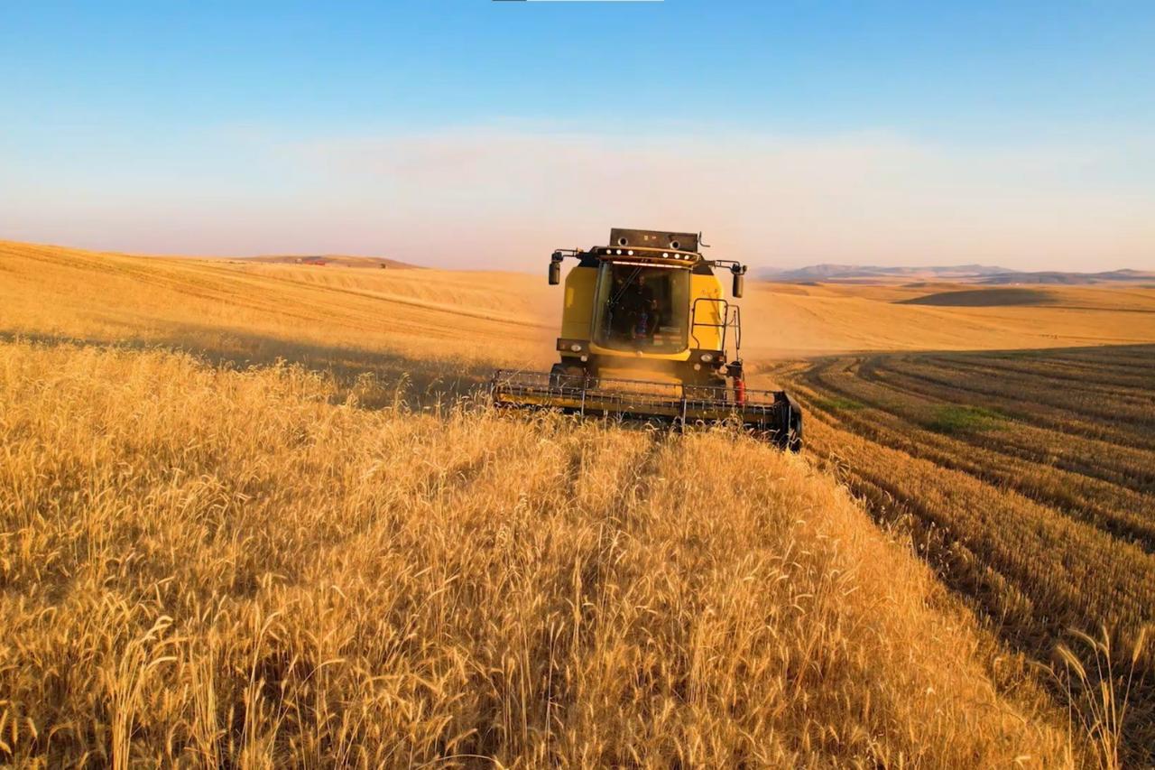 Türkiye’s farmers suffer crop losses of up to 85% amid drought Image