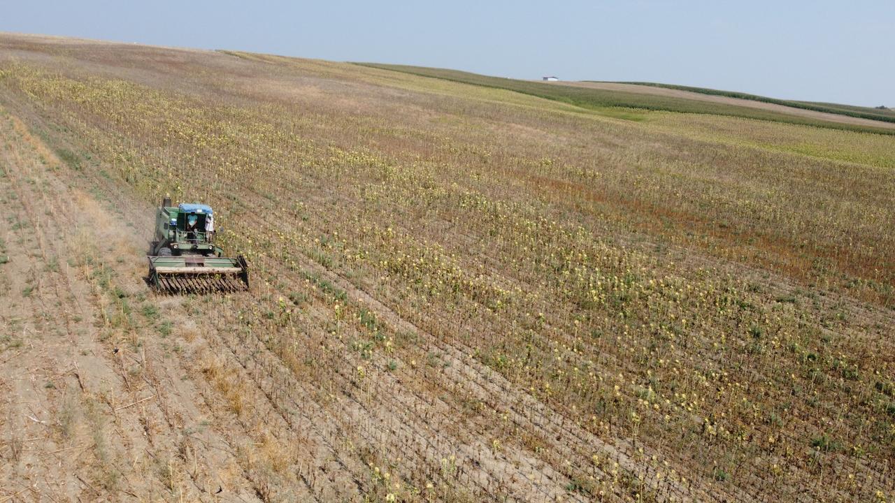 A farmer harvests a drought-stricken cotton field in Adana, southern Türkiye, July 12, 2025. (IHA Photo)