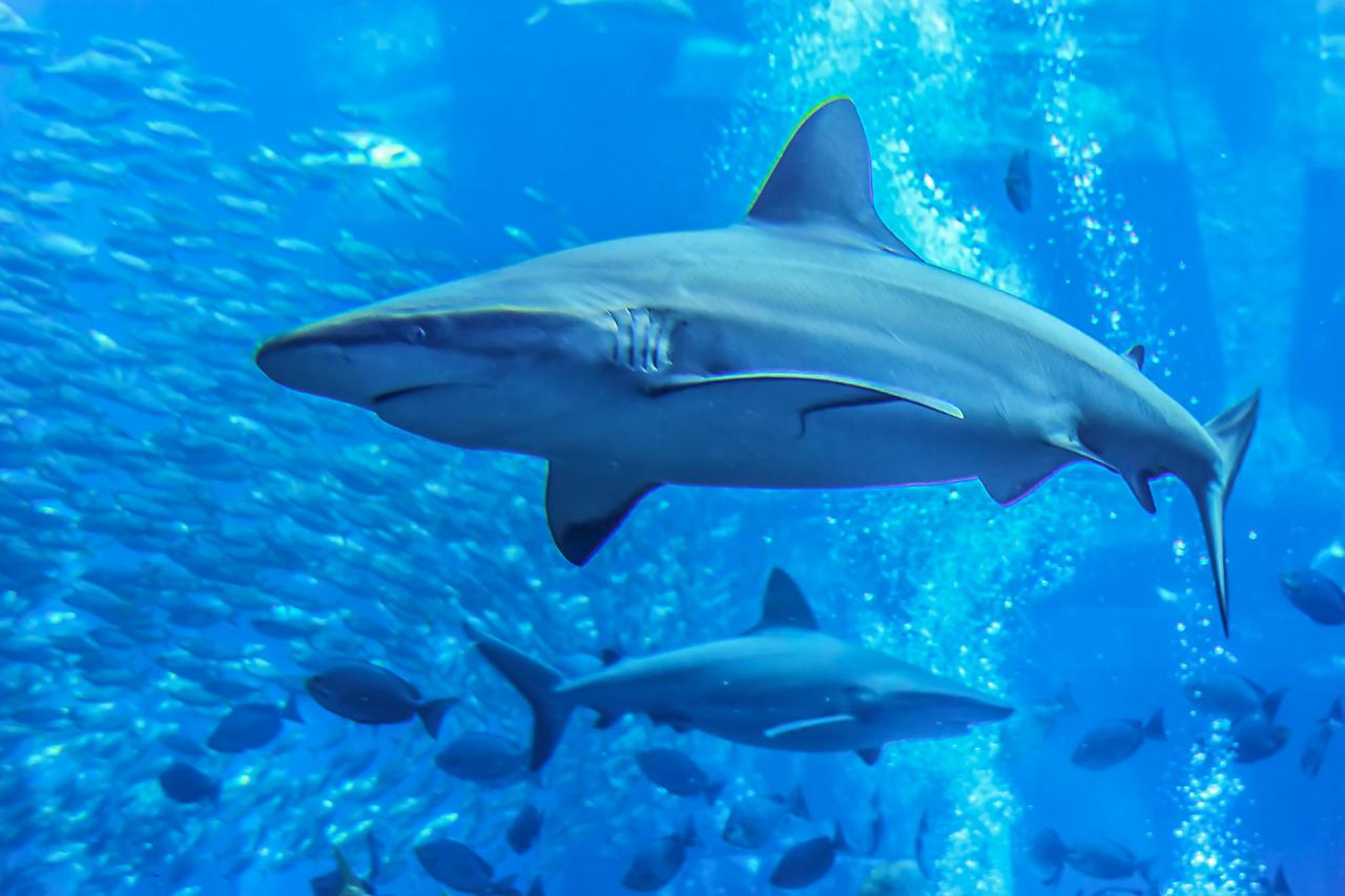 A shark in an aquarium in Dubai, UAE on September 7, 2015. (Adobe Stock Photo)
