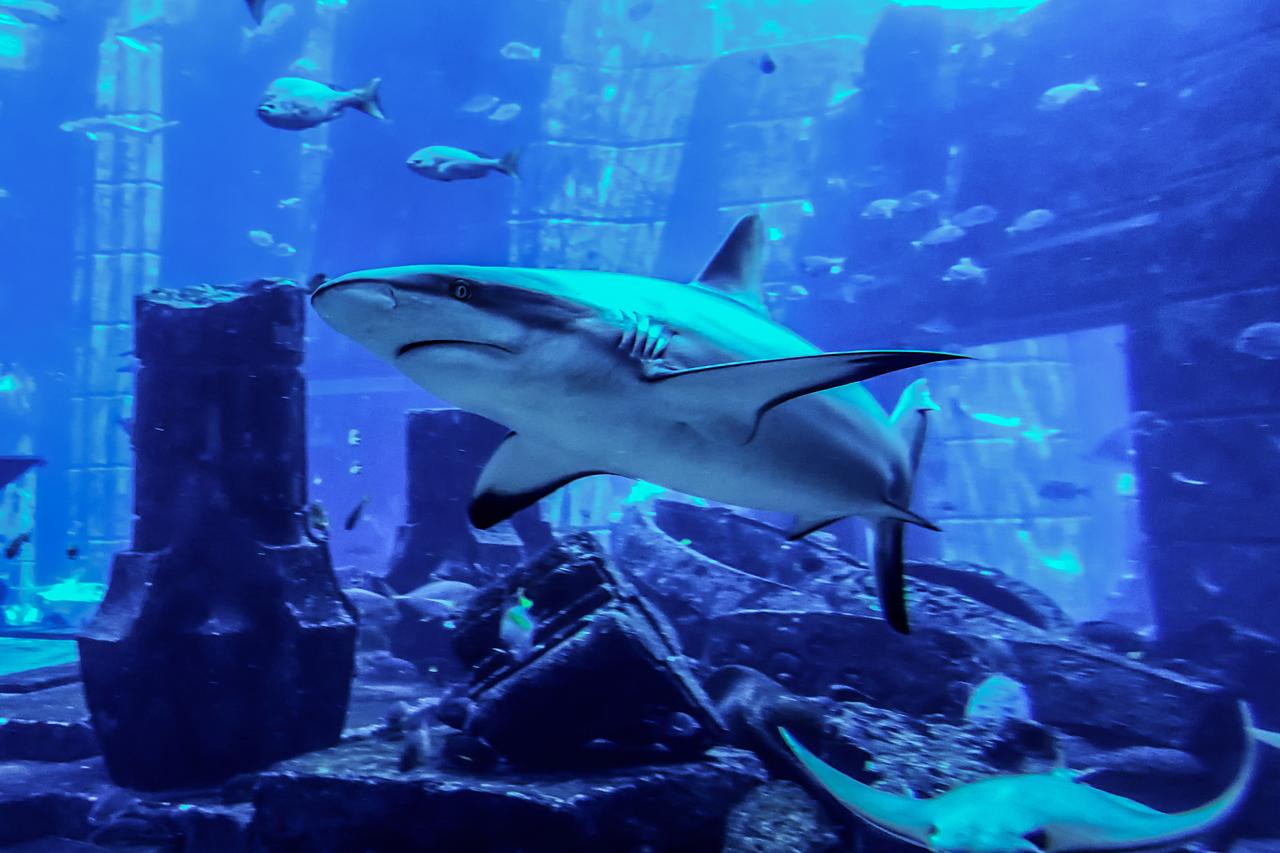 A shark in an aquarium in Dubai, UAE on September 7, 2015. (Adobe Stock Photo)