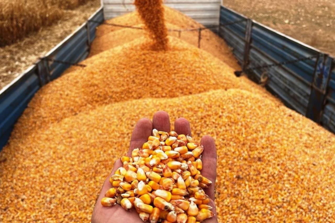 Türkiye opens zero-tariff quota for 500,000 tons of corn imports ahead of harvest