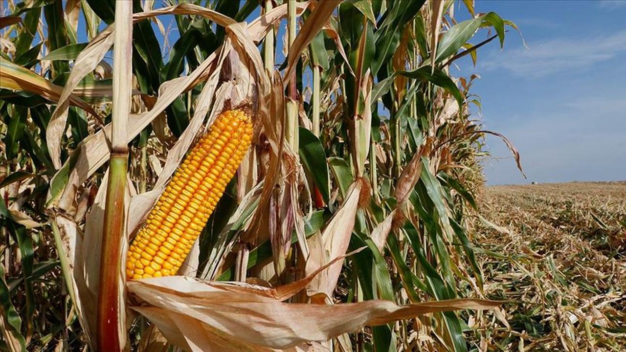 A cornfield near harvest in Sanliurfa, southeastern Türkiye. (AA Photo)