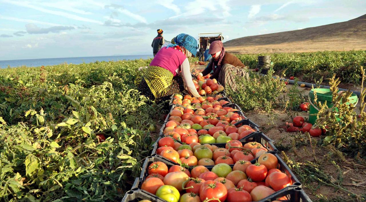 In this undated photo, harvesters pick tomatoes at a farm in Tatvan district of Bitlis province, Türkiye. (AA Photo)