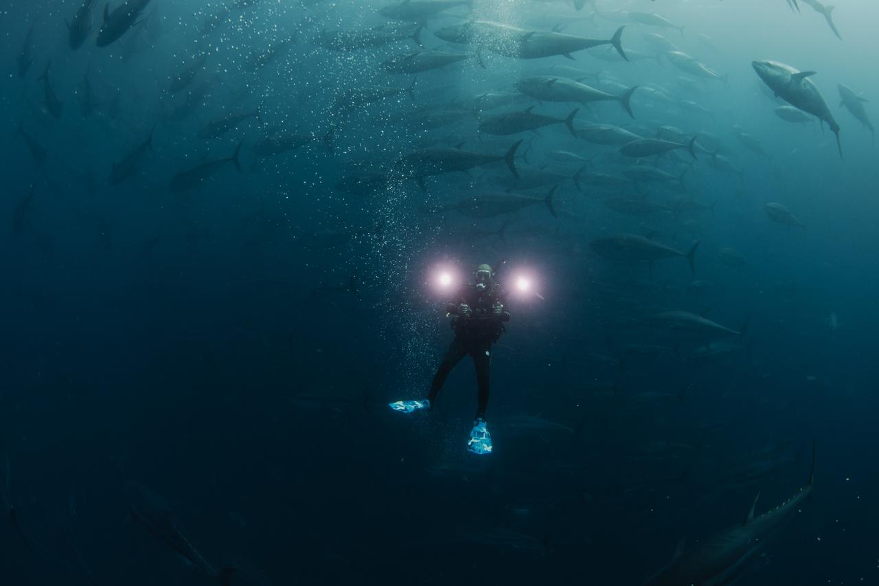 Oxygen crisis in Sea of Marmara drives sharks, rays to shallow coastal waters Image