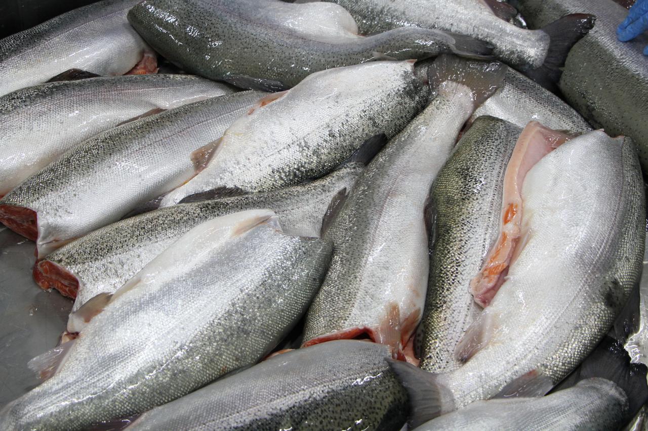 Türkiye’s aquaculture exports rise 4% to nearly $1B, driven by Russian demand Image
