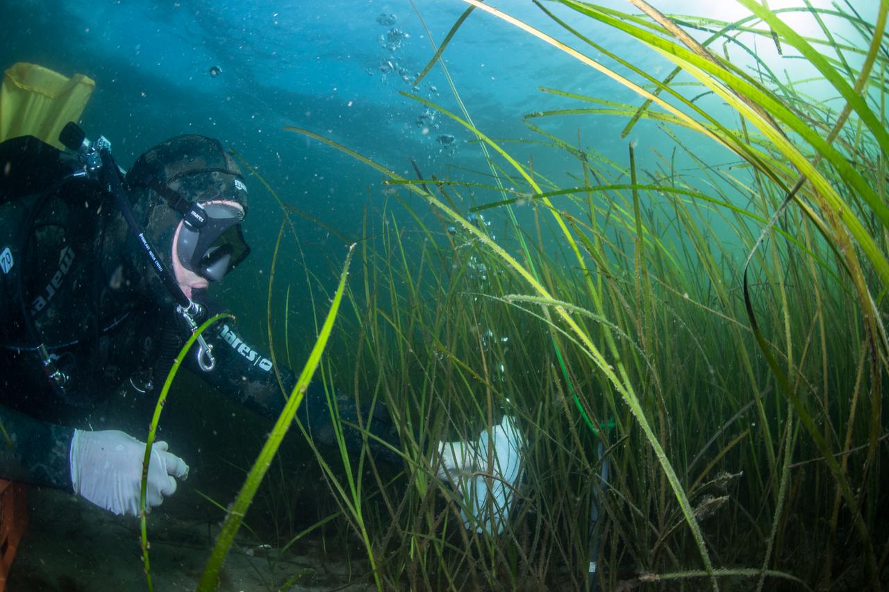 Deadly Vibrio bacteria detected off Türkiye’s coasts amid rising sea temperatures Image