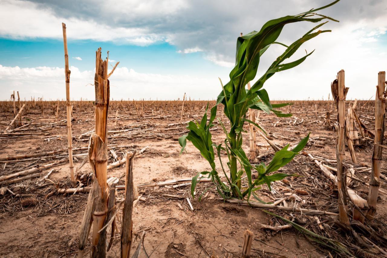 The soil is cracked and thirsty due to rising global temperatures. (Adobe Stock Photo)