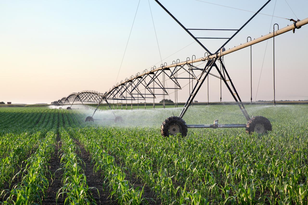 A cornfield in spring with an irrigation system that sprays water onto the plants using sprinklers. (Adobe Stock Photo)