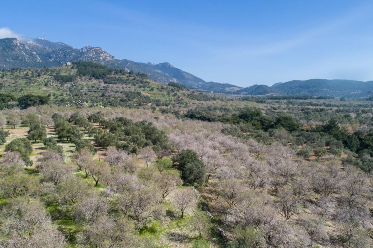 An olive grove in Mugla, Türkiye, July 13, 2022. (IHA Photo)