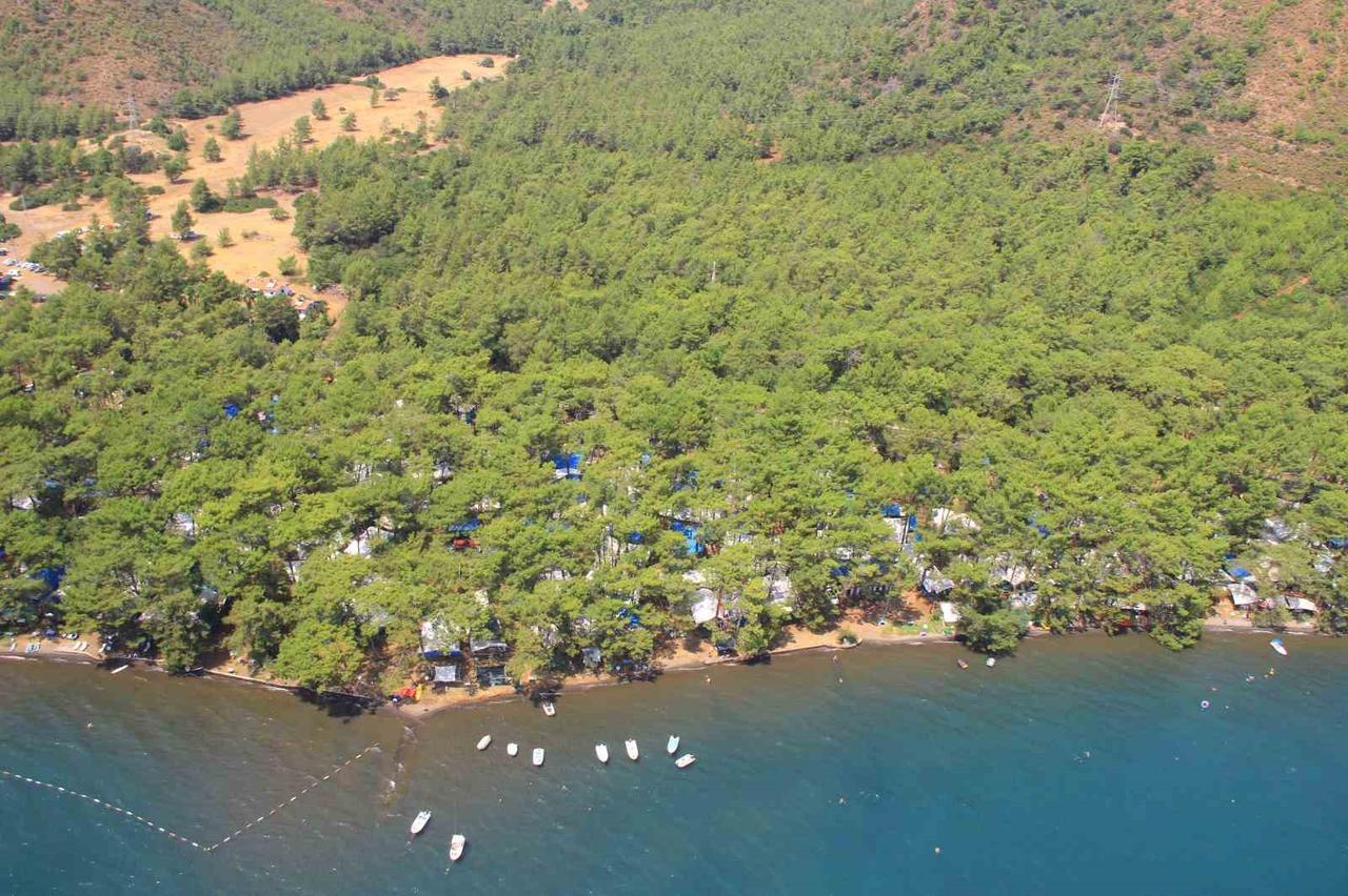A coastal forest area with olive groves in Mugla, Türkiye. (AA Photo)