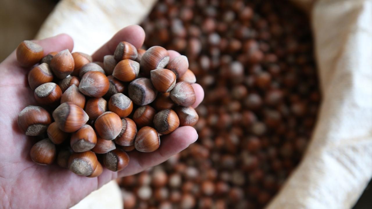A farmer holds freshly harvested hazelnuts in Türkiye. (AA Photo)