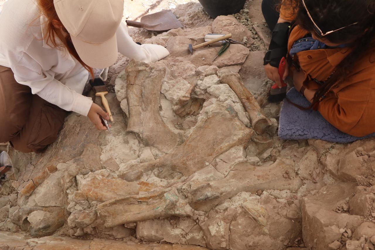Türkiye's Corakyerler dig uncovers 9-million-year-old elephants, rhinos, and giraffes in one spot Image