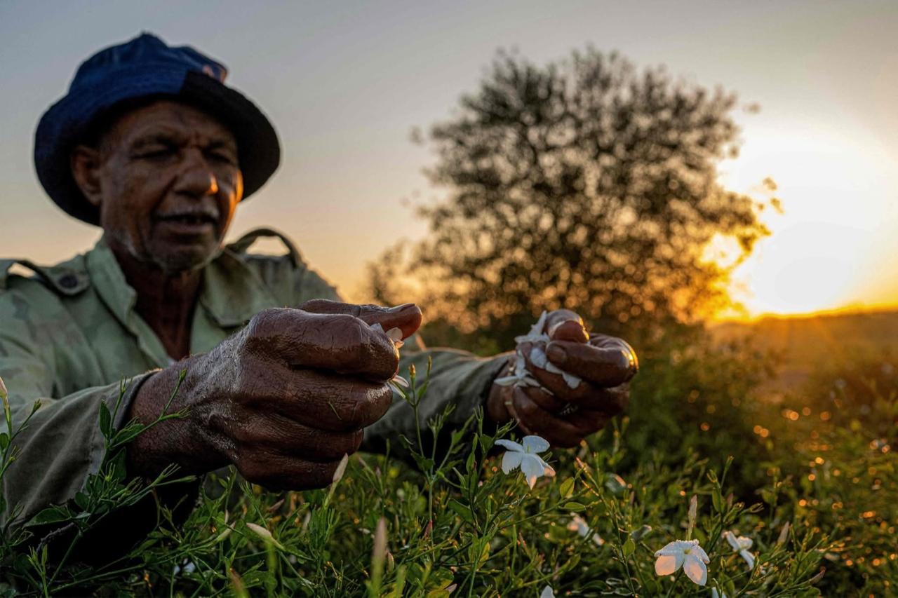 Village in Egypt’s Nile Delta perfumes the world with Jasmine scent