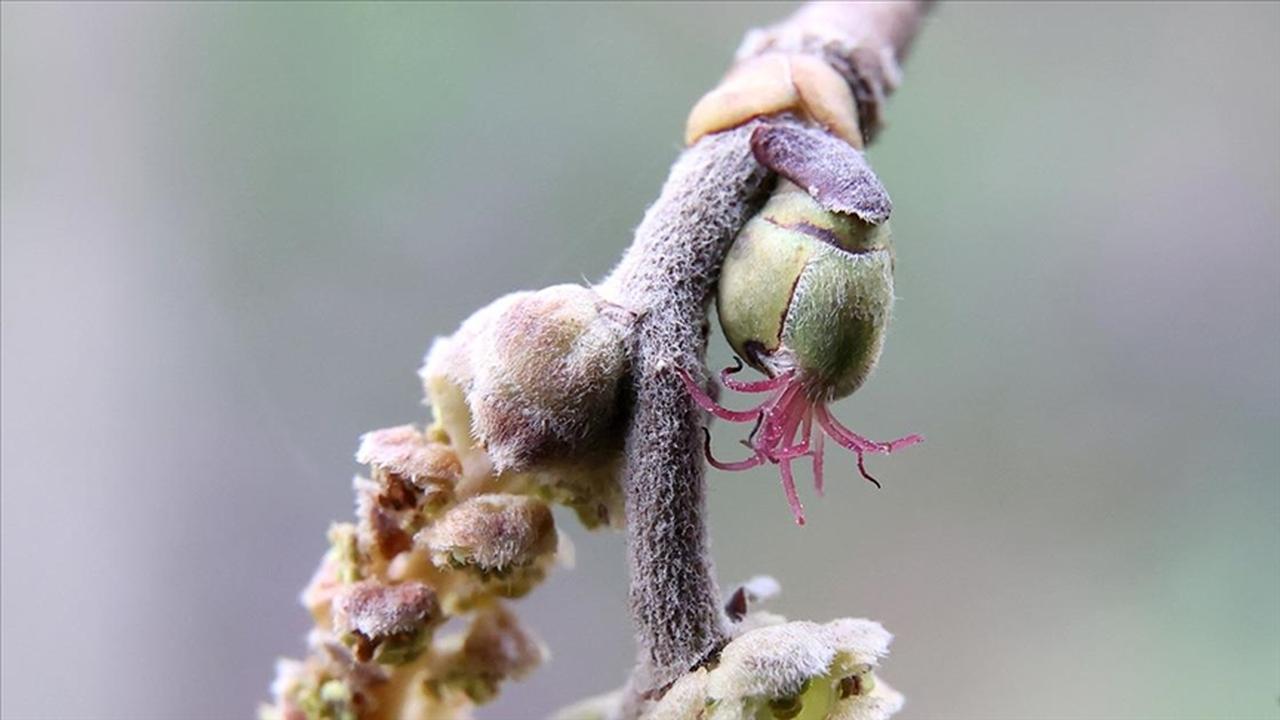 A close-up of a hazelnut blossom in early development in a field in Türkiye, accessed on July 4, 2025. (AA Photo)