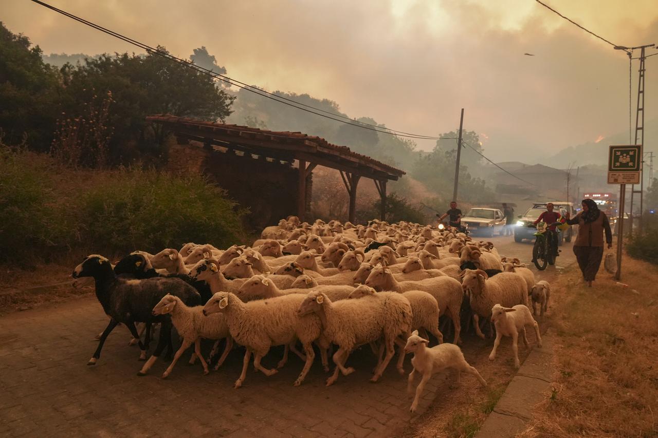 Izmir wildfires raise alarm over climate-driven risks in Türkiye