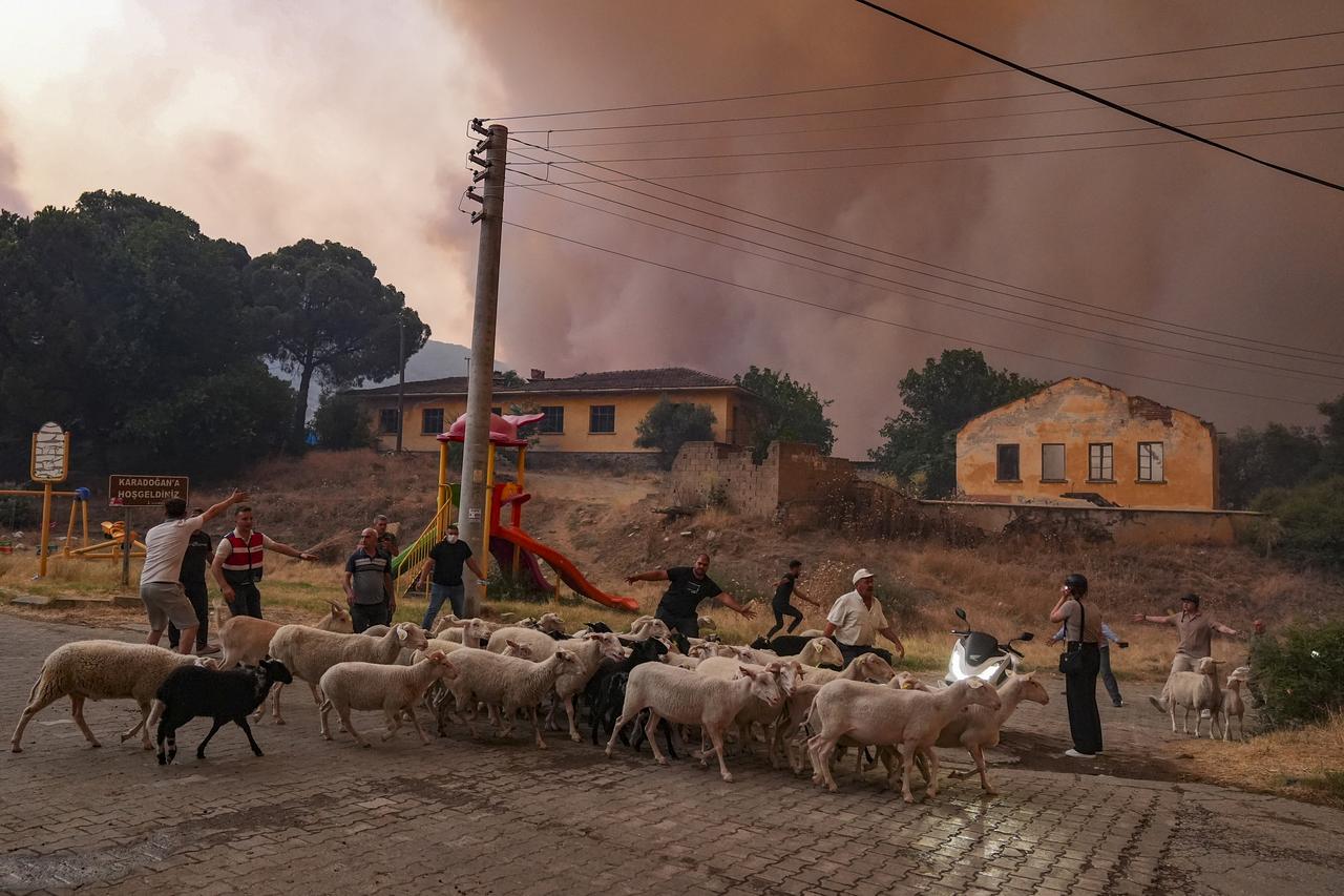 People evacuate their animals as smoke rises from burning area while intervention continues against the fire that broke out yesterday in the forest area in Odemis district of Izmir, Türkiye on July 03, 2025. (AA Photo)