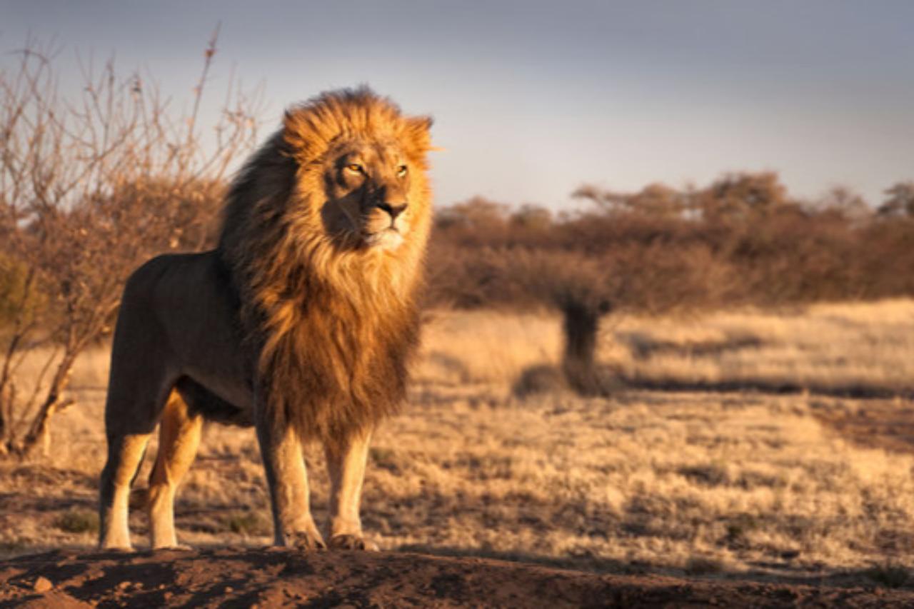 Escaped lion injures farmer in southern Türkiye before being recaptured