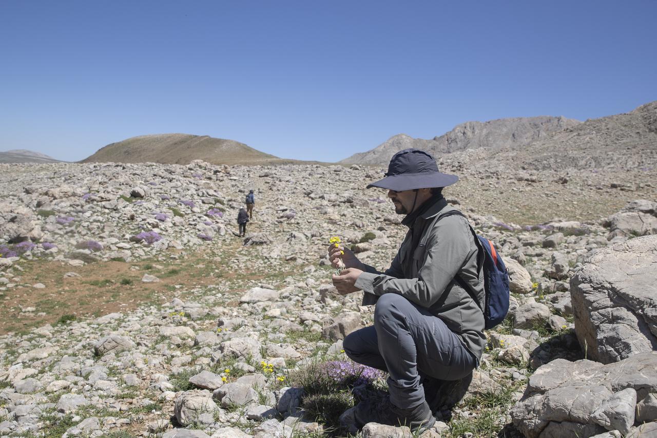 Academics conducting botanical research in the Ovacik and Pulumur districts of Tunceli, Türkiye, July 6, 2025. (AA Photo)