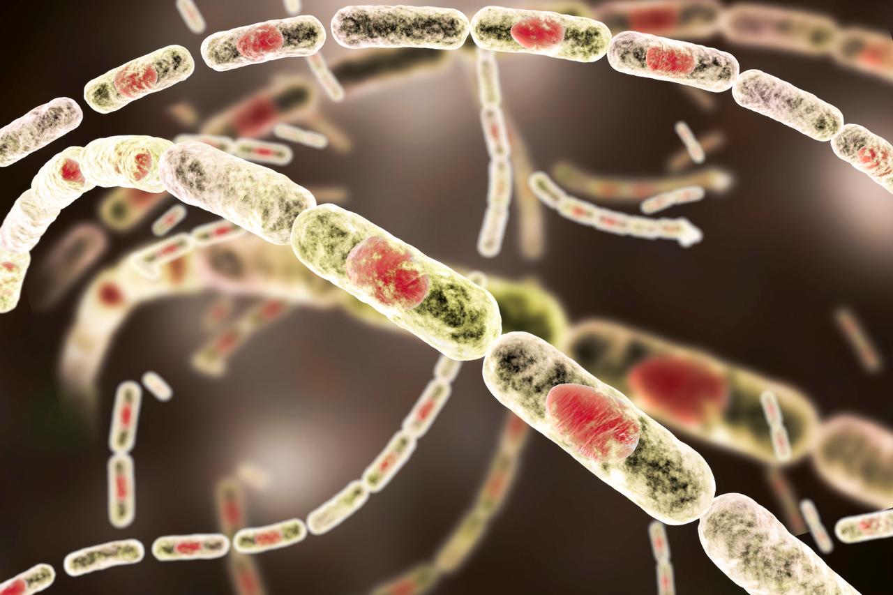 3D illustration of Bacillus anthracis, a gram-positive, spore-forming bacterium that causes anthrax. (Adobe Stock Photo)